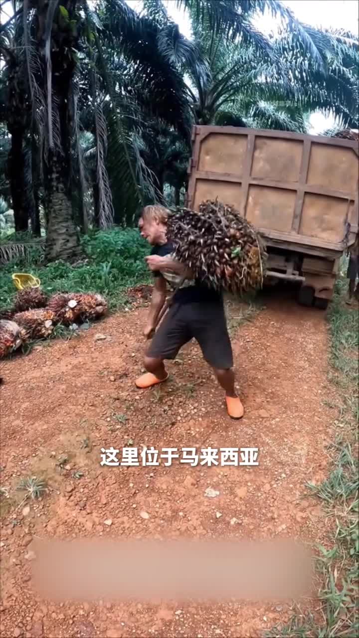 棕榈果串这些比人还重的果实竟然是火锅底料和零食的原材料