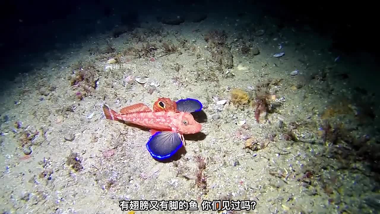 像怪兽一样的海洋生物许多人都没见过奇怪生物大盘点二