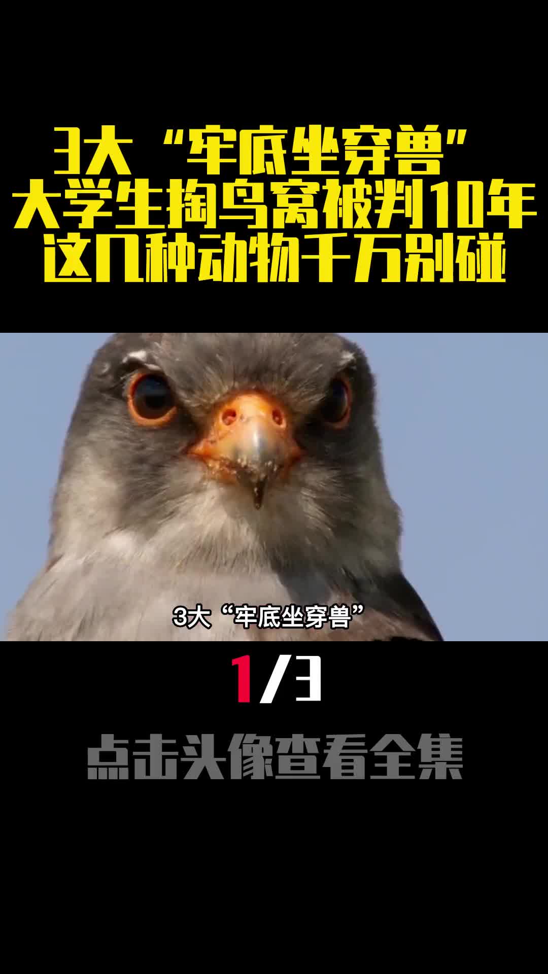 3大牢底坐穿兽大学生掏鸟窝被判10年这几种动物千万别碰1