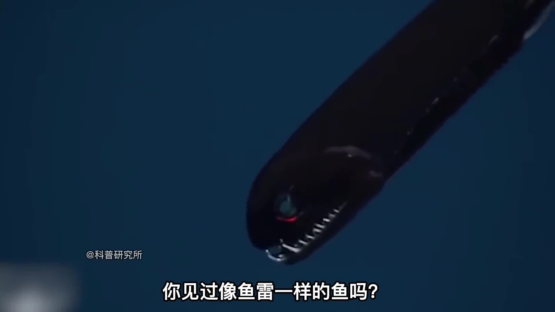 世界上最奇怪的鱼最后一个不像是地球生物二