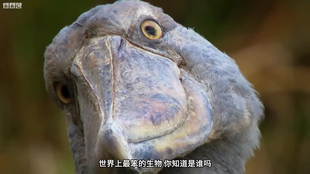 世界上最笨的十种生物智商垫底专家都急了一