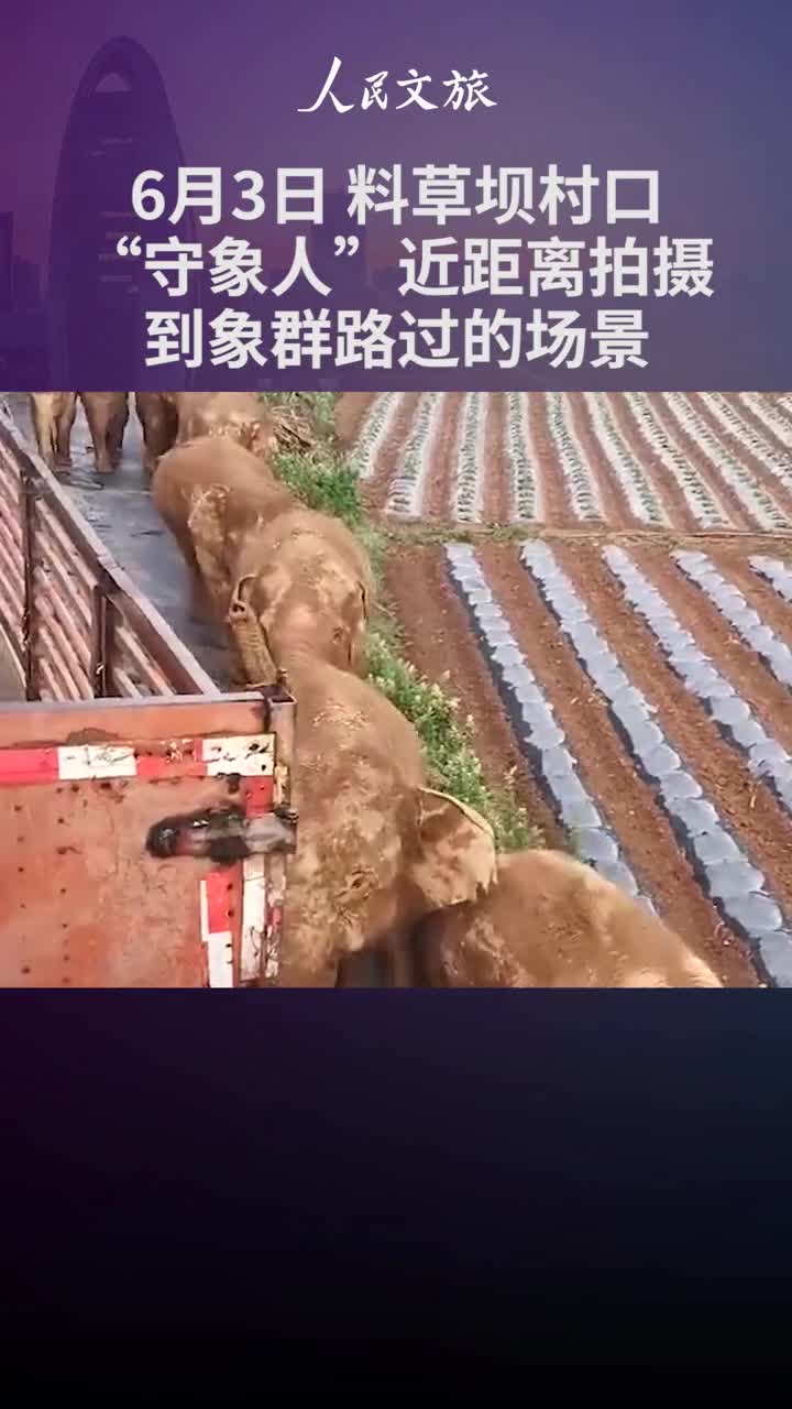 已到昆明云南野象群一路向北守象人近距离拍摄象群路过场景