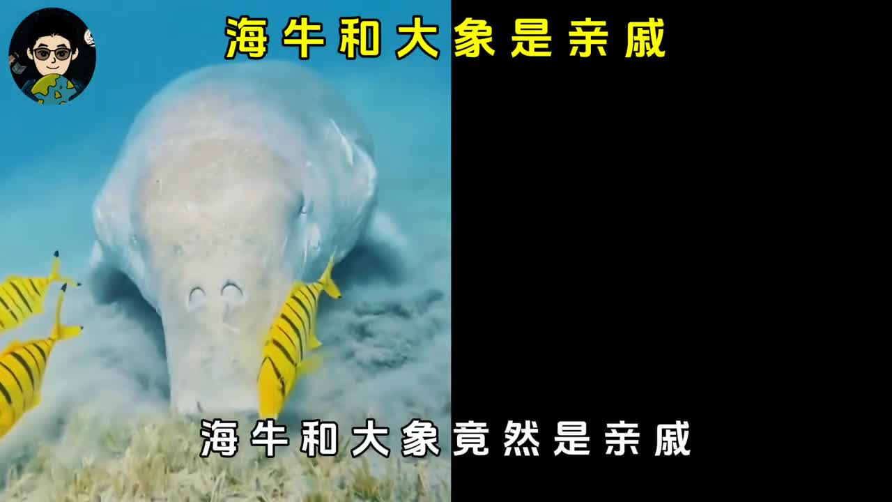 海牛竟然是大象的亲戚