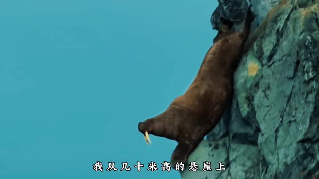 为何数万只海象集体跳崖自杀