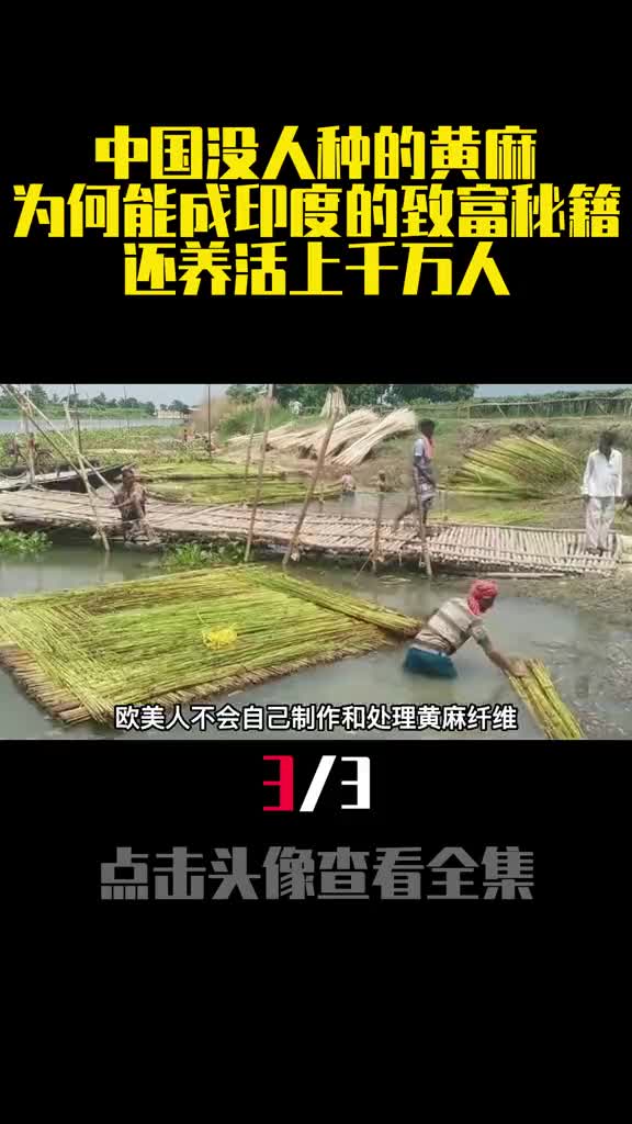 中国没人种的黄麻为何能成印度的致富秘籍还养活上千万人3