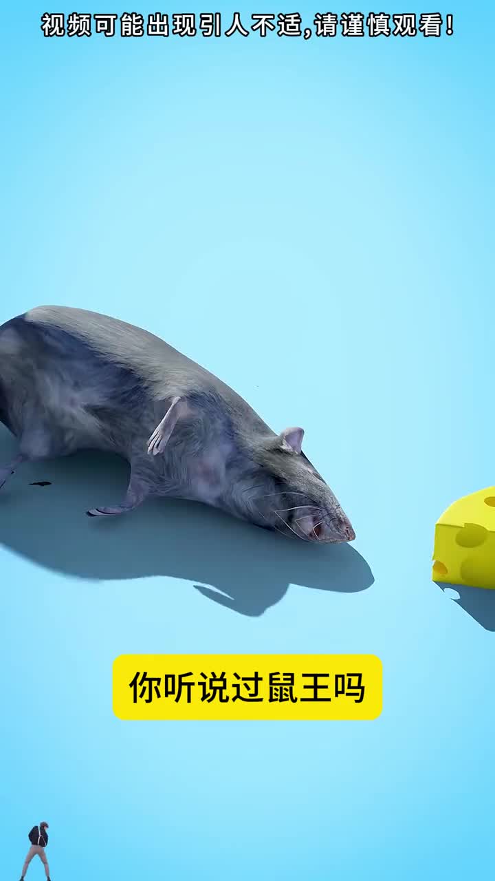 你见过鼠王吗