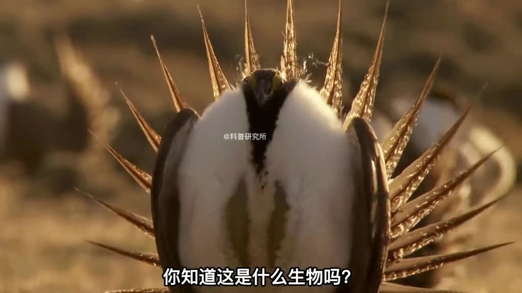 你见过会玩球的鸡吗6大有趣的生物大盘点二
