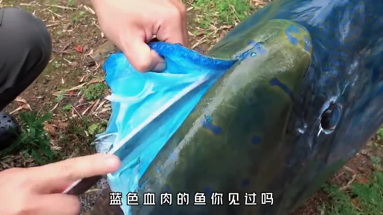 拥有蓝色血肉的海洋贵族波纹唇鱼却被日本人吃到濒危