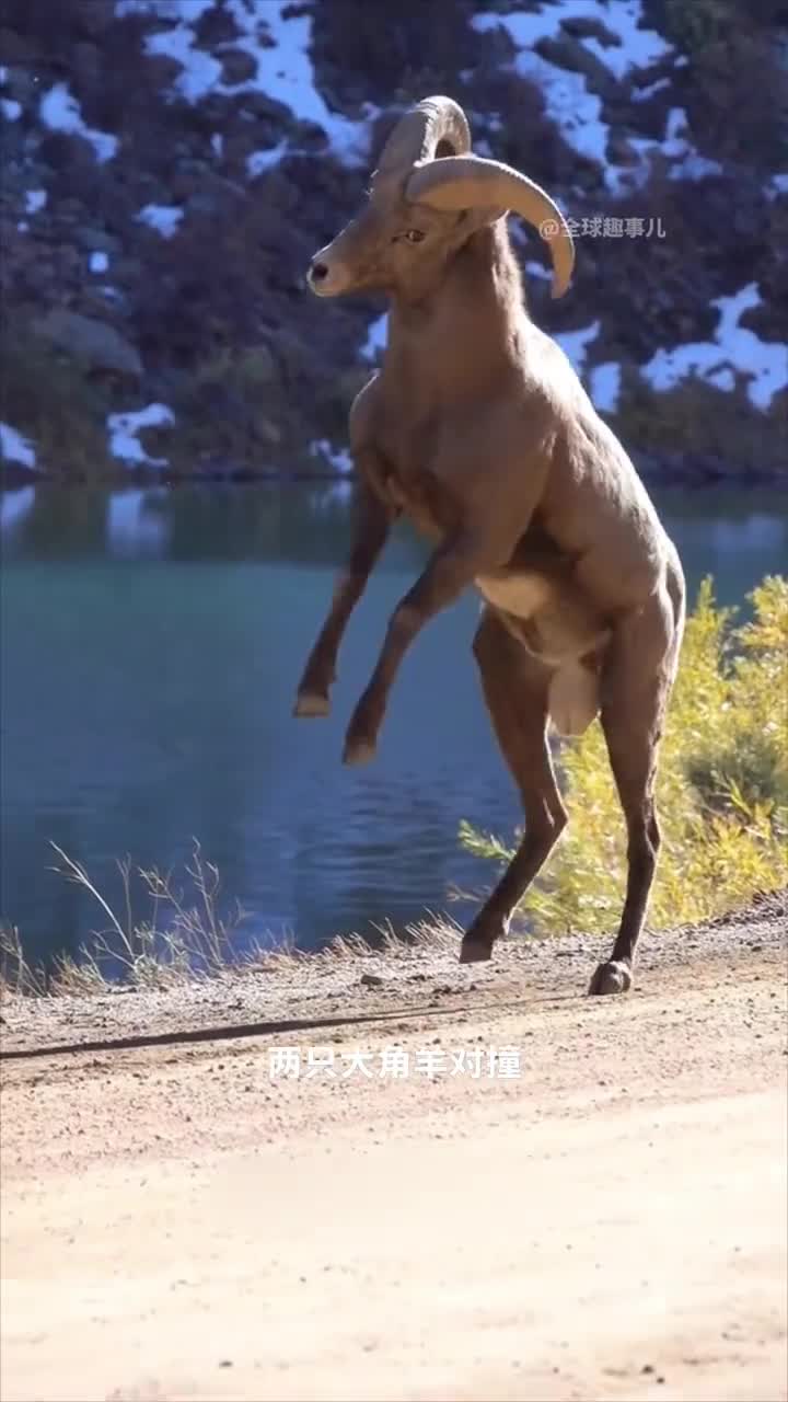 大角羊对撞为什么大角羊打架后站着不动