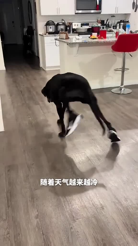 狗狗穿鞋后步伐诡异狗狗穿鞋的奇怪反应你见过吗