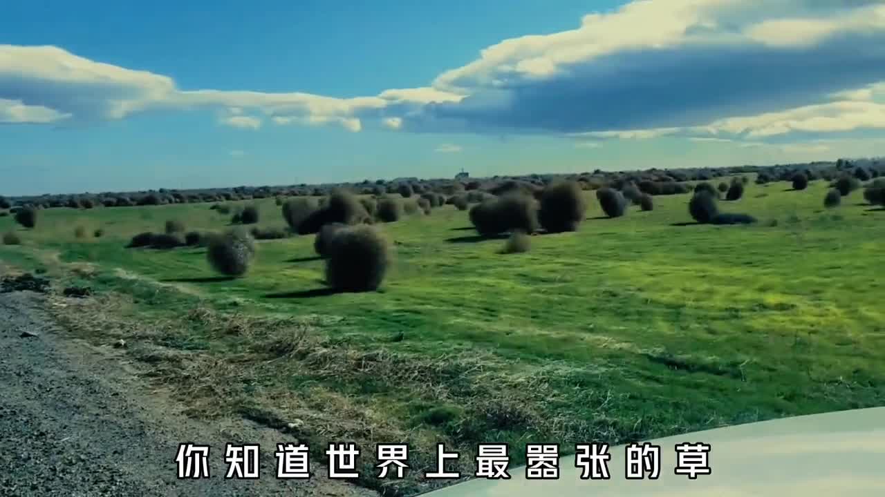 征服美国的恶魔草究竟有多可怕为何来到我国却混的那么惨