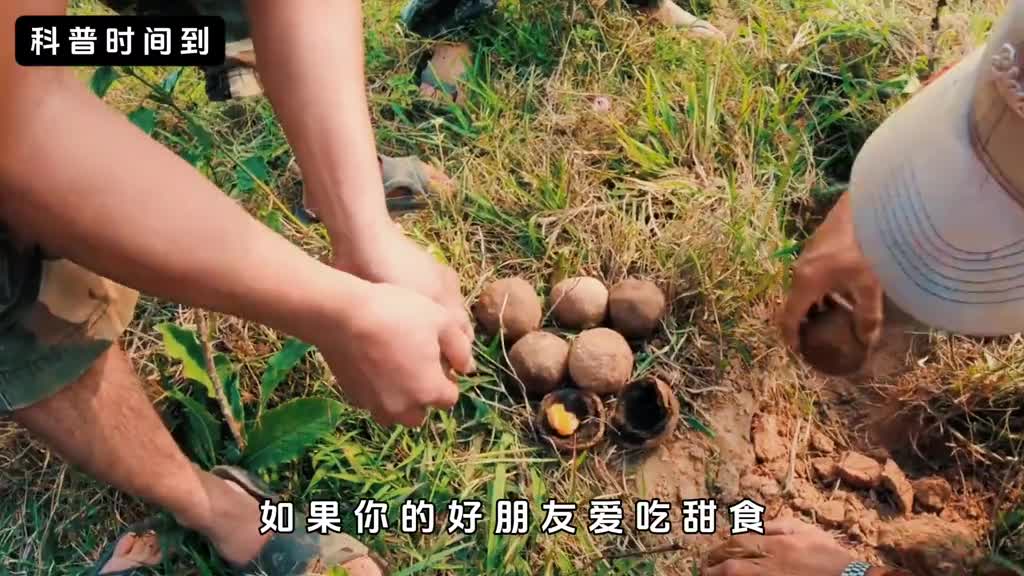 造物工厂纯天然的巧克力夹心球看着就流哈喇子