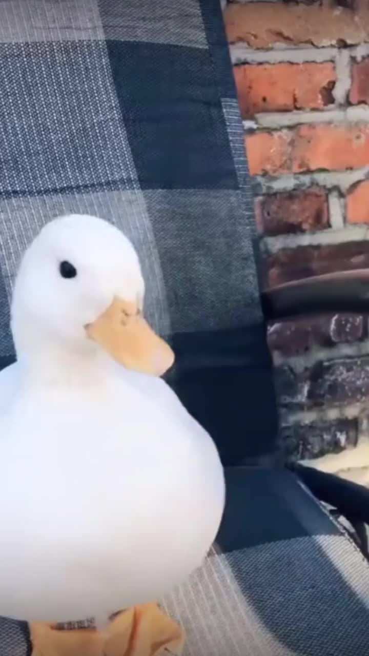 原来唐老鸭的笑声是真的你身边有这样笑的朋友吗快转给他