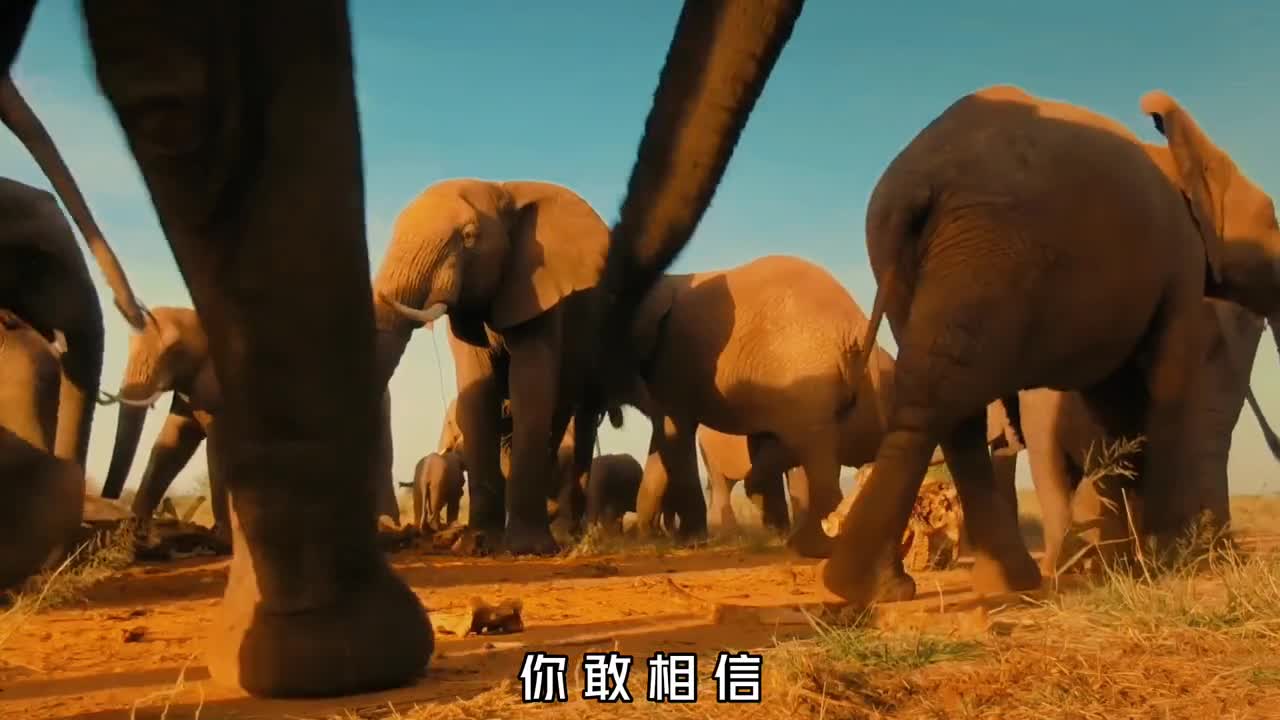 罕见一幕动物也会举办葬礼大象黑猩猩白鲸都会为死者送行