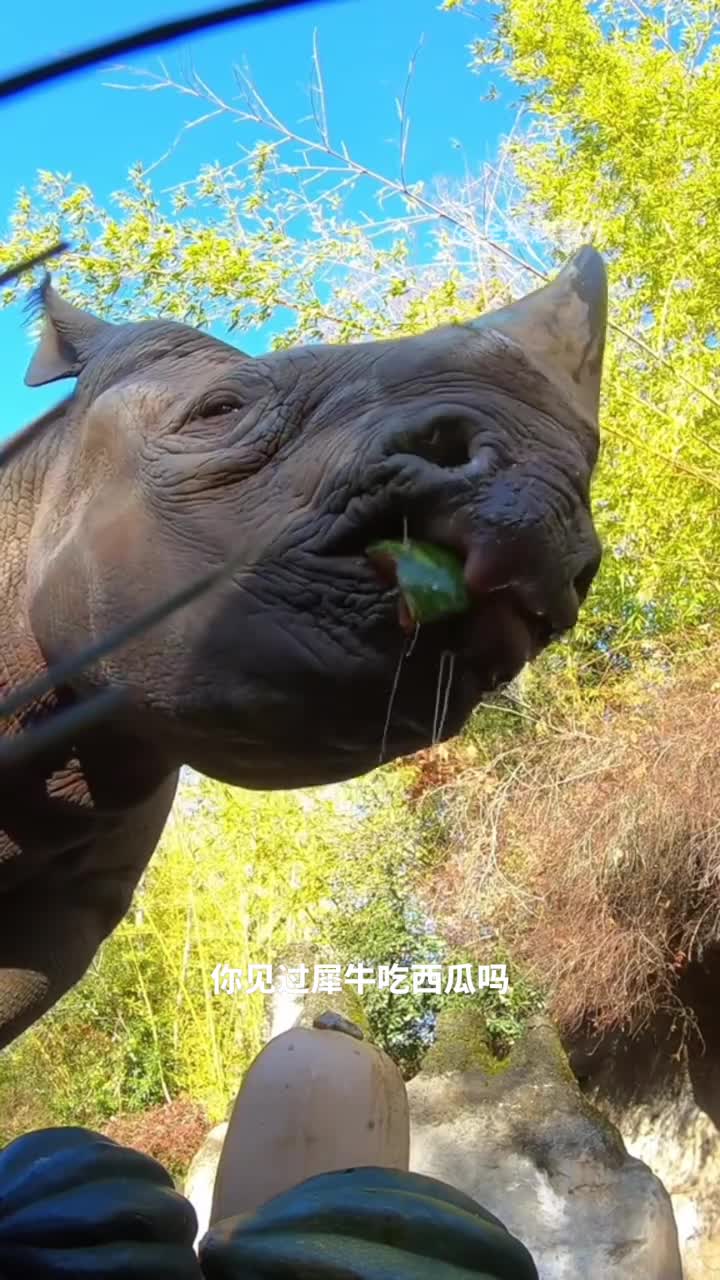 不同动物吃西瓜的方式谁才是真正的吃瓜王