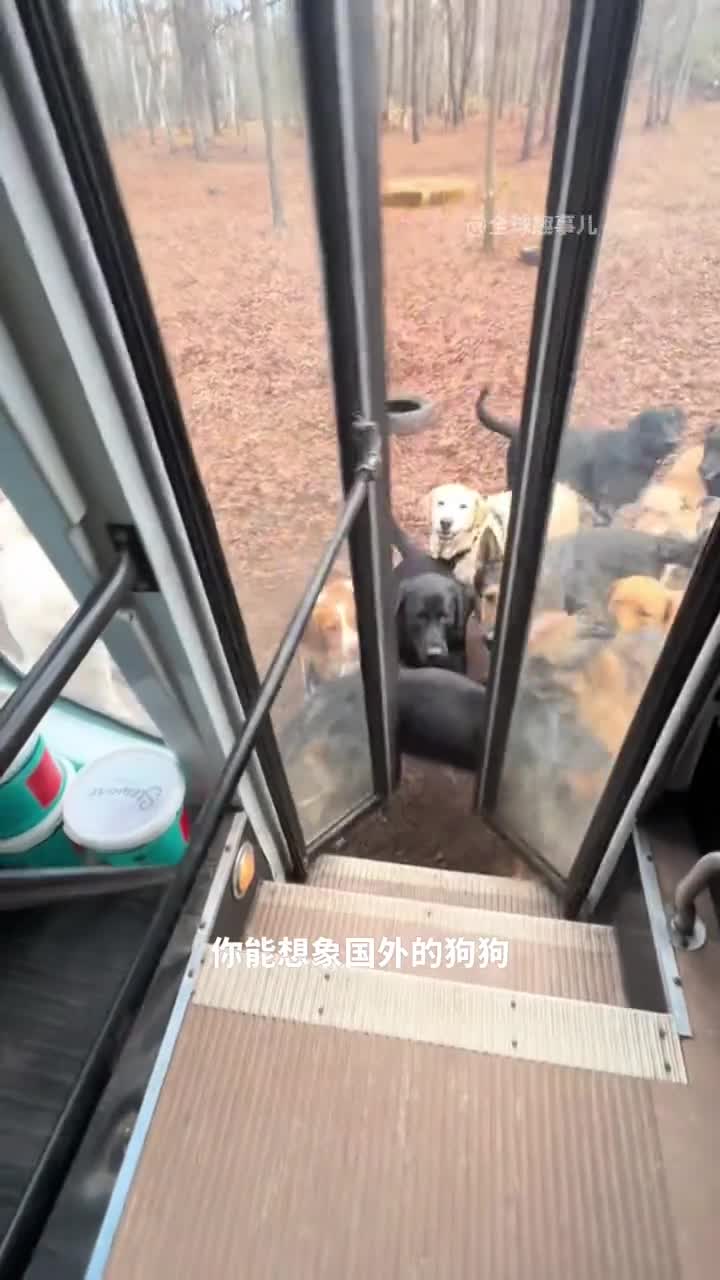 狗狗挤公交去学校狗狗巴士背后的宠物日托