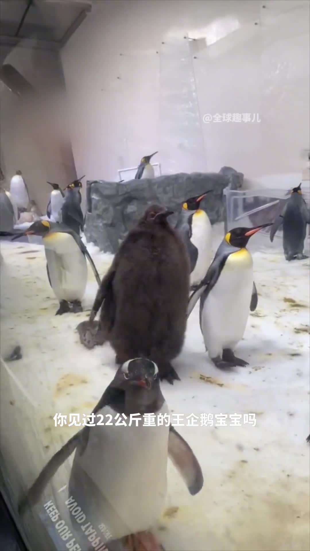 走红网络的巨型王企鹅宝宝为什么企鹅宝宝会胖成球