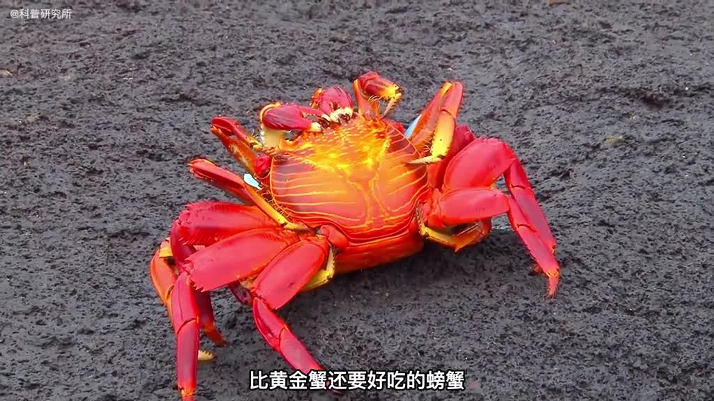 你见过由龙虾进化变成的螃蟹吗十种奇怪又好看的螃蟹大盘点一