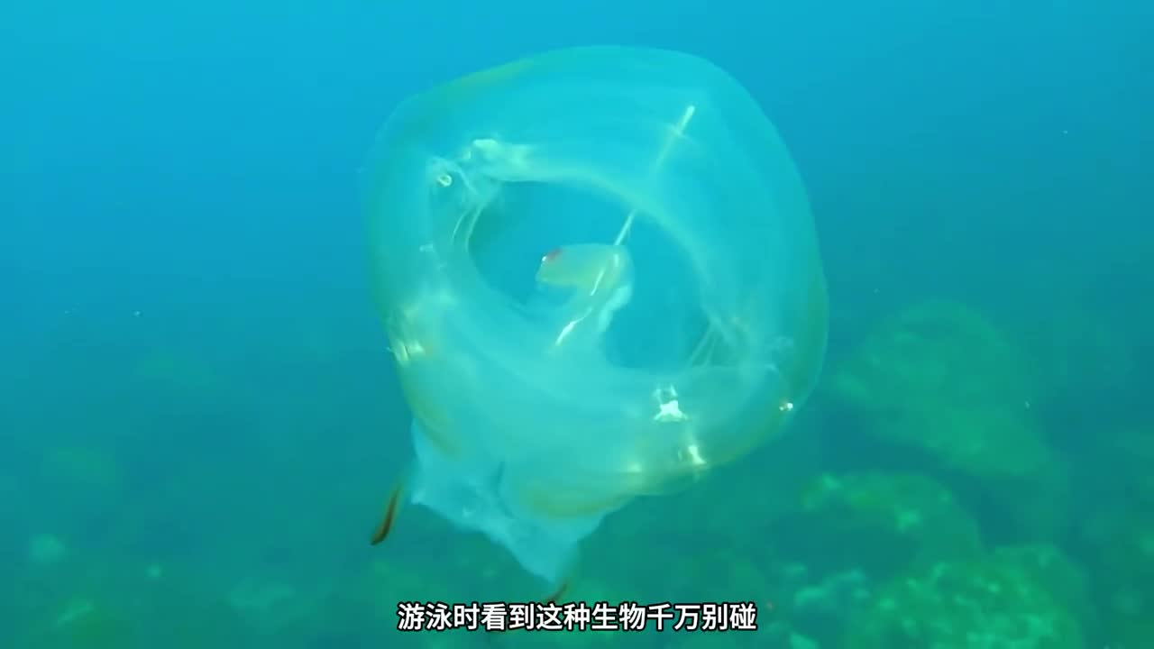 奇怪的海生物大盘点你见过几种