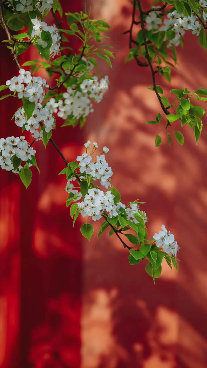 请把这条视频推送给爱花的人