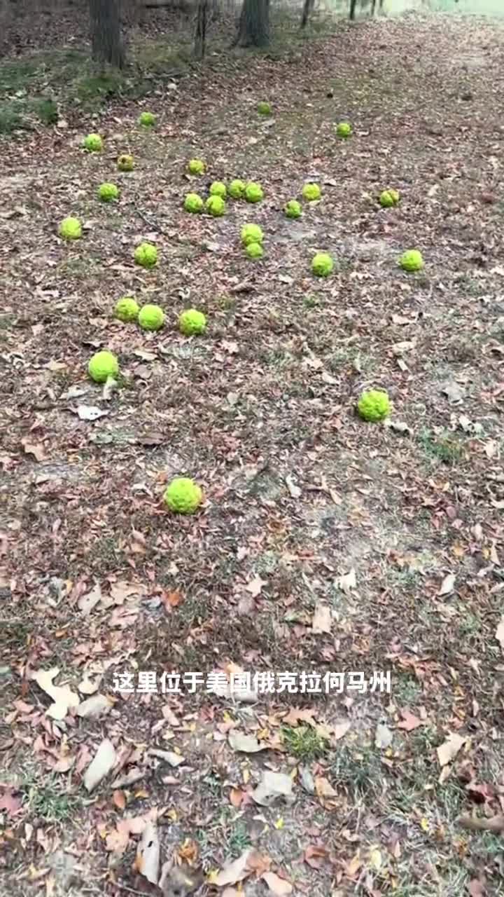 橙桑是什么路边散落的神秘果实竟然无人问津