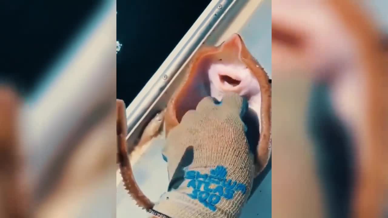 它真的是在微笑吗你对它的误解实在太深了