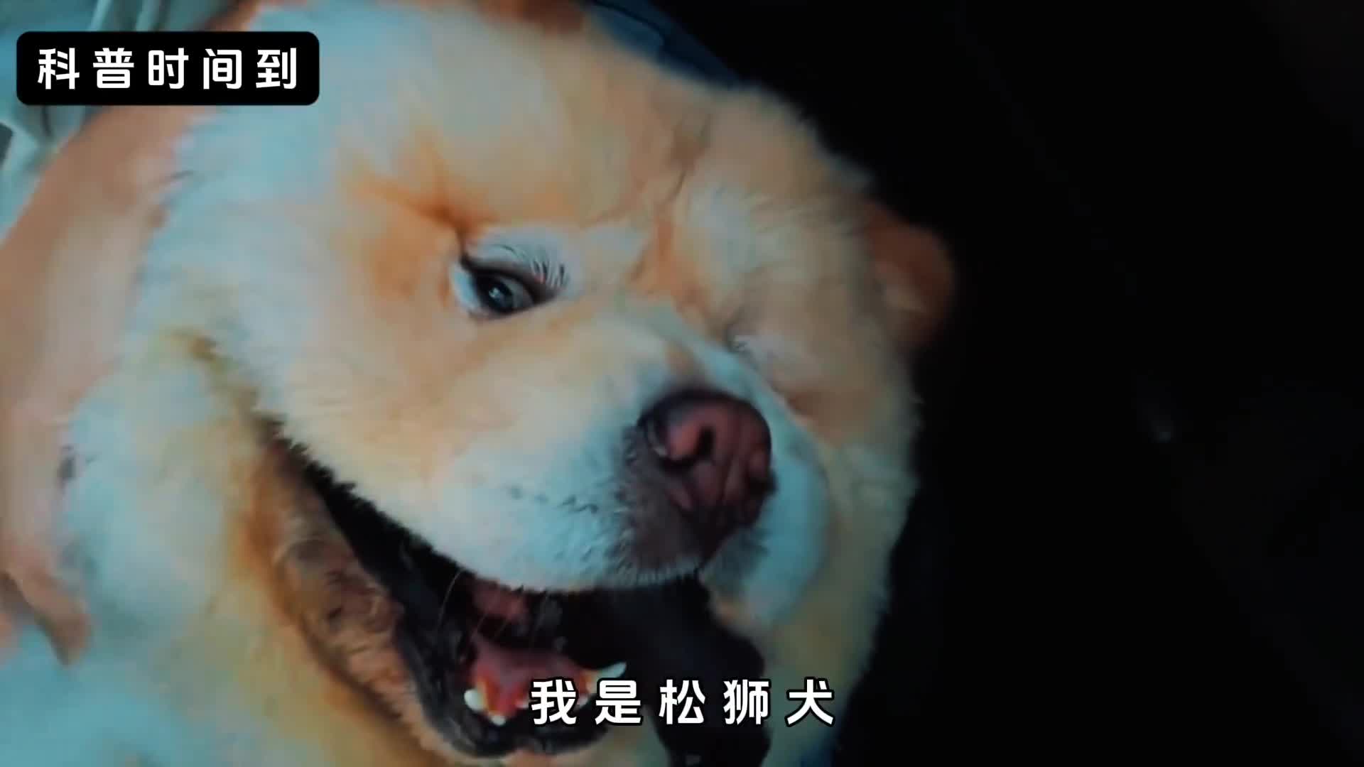 松狮犬究竟有多可怕为何不建议养它