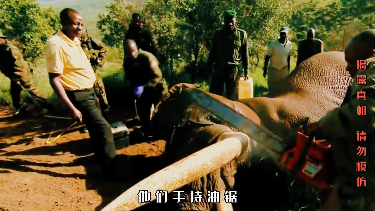 你知道偷猎者捕杀大象的手段有多残忍吗