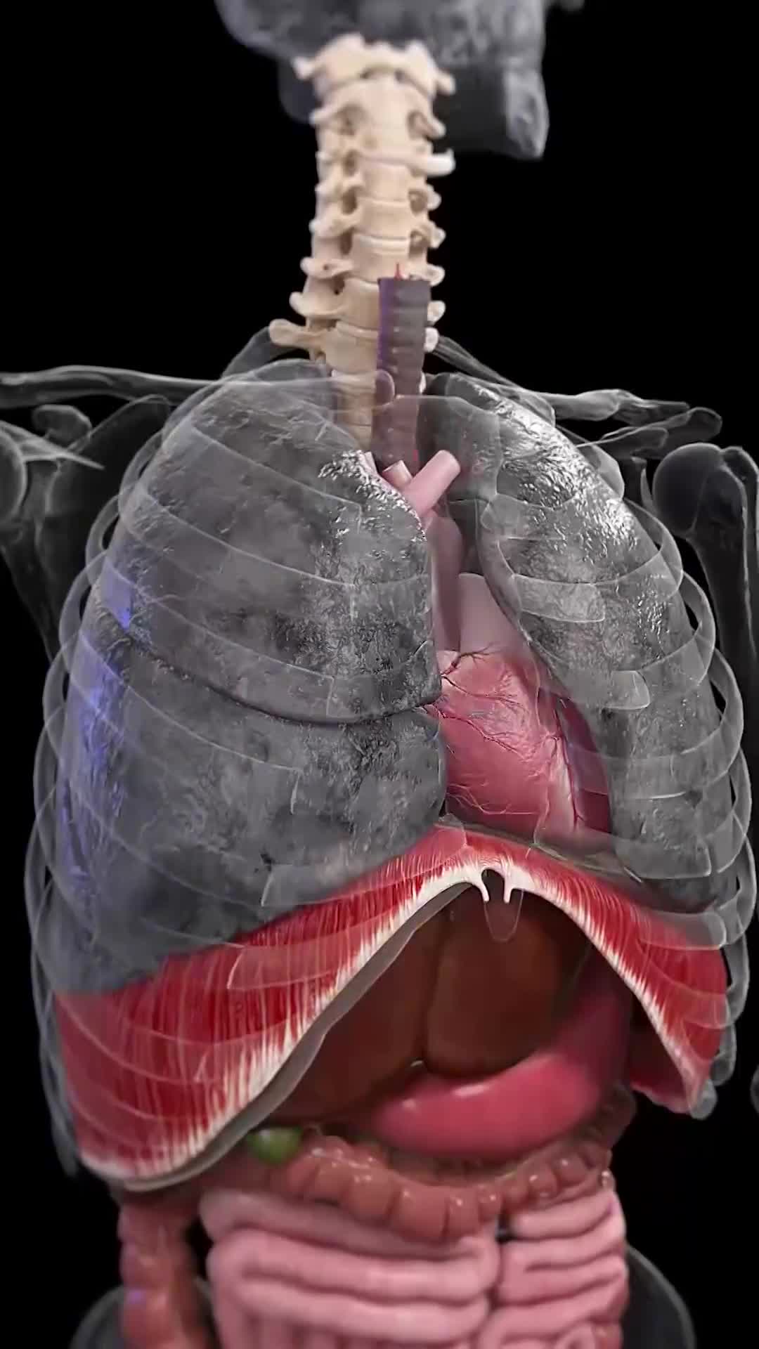 肺是怎么变黑的
