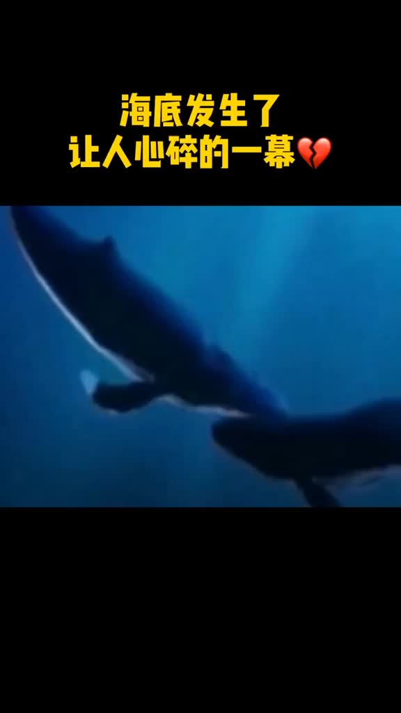 泪目听到小鲸鱼嚎叫心都碎了希望鲸鱼宝宝能坚强成长
