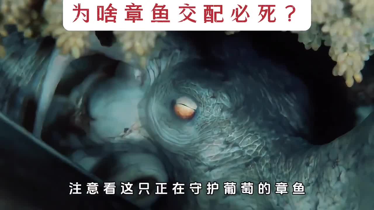 为啥章鱼生完孩子后无论雌雄必死