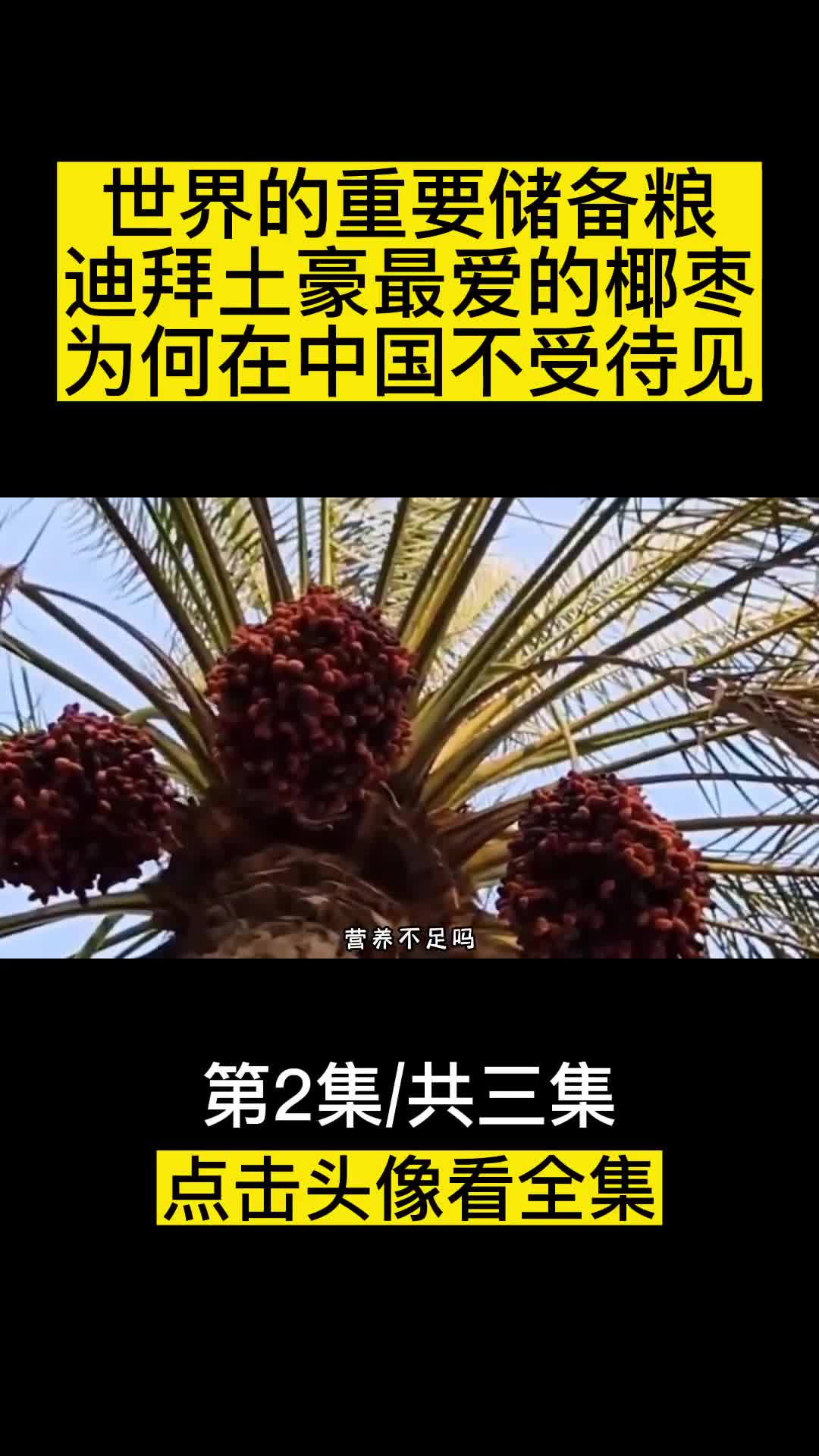 世界的重要储备粮迪拜土豪最爱的椰枣为何在中国不受待见