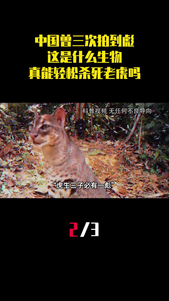 中国曾三次拍到彪这是什么生物真能轻松杀死老虎吗2