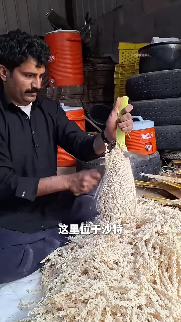 为什么要给椰枣树绑花原来这是给椰枣树人工授粉提高果实产量与质量