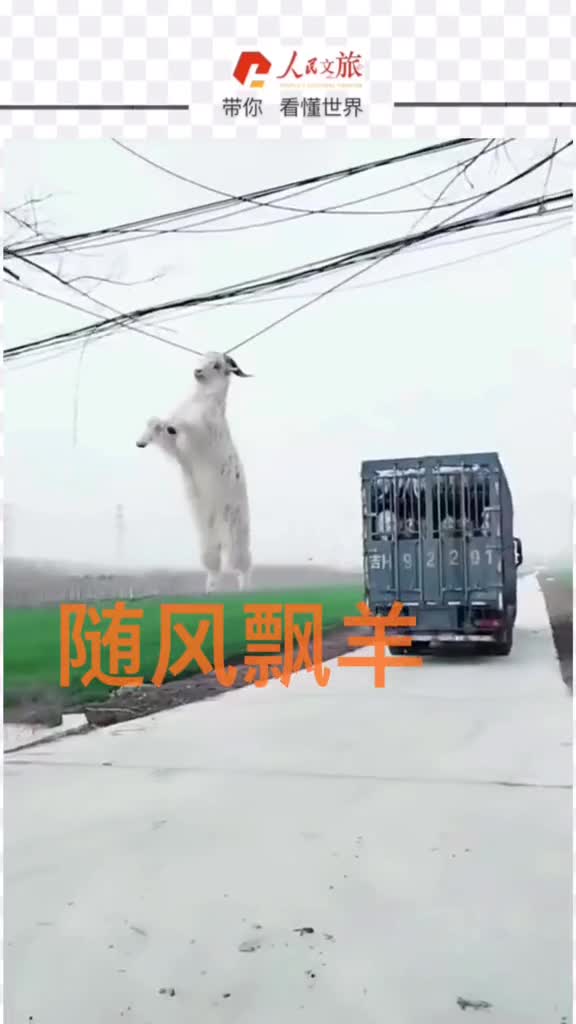 羊我是谁我在哪