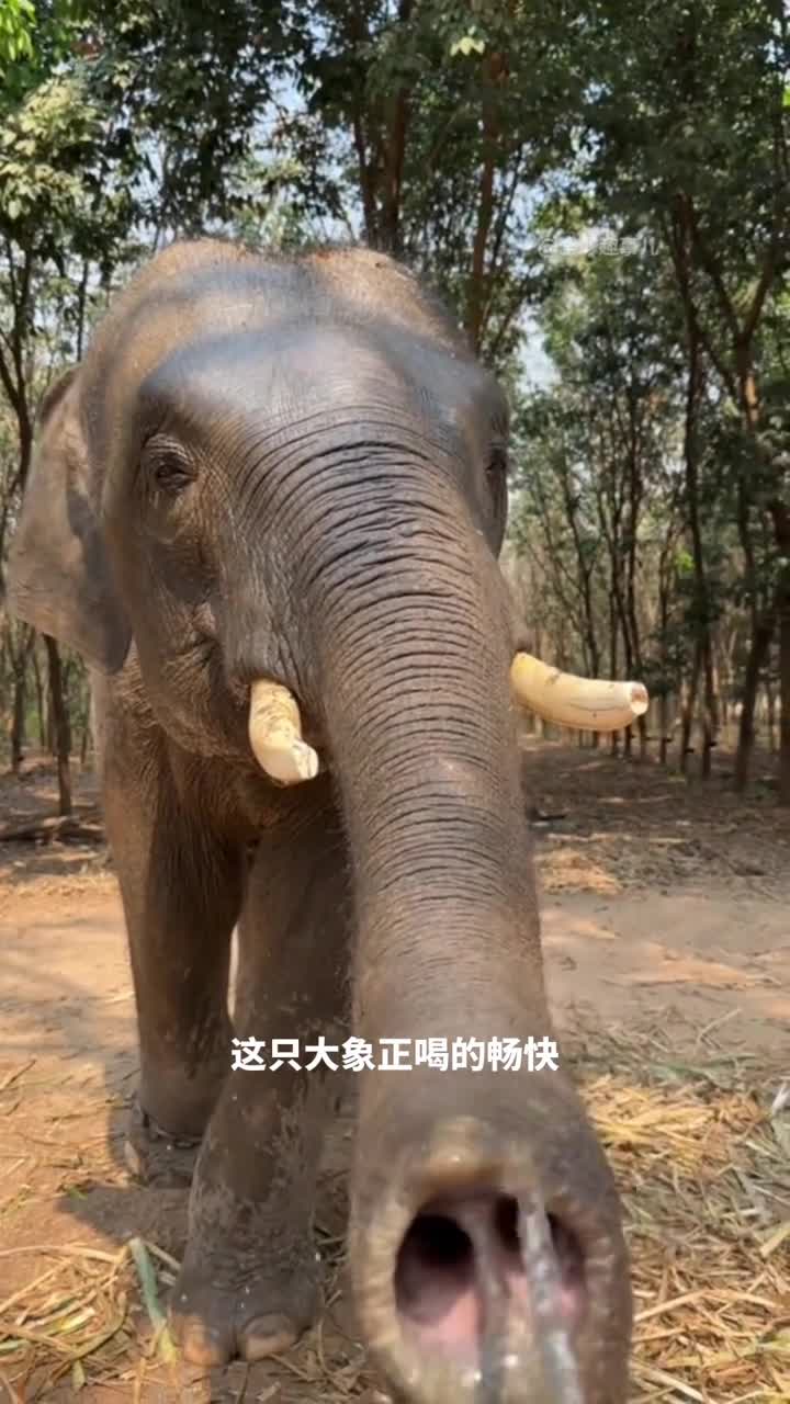 大象的喝水绝招原来大象喝水的方式这么特别