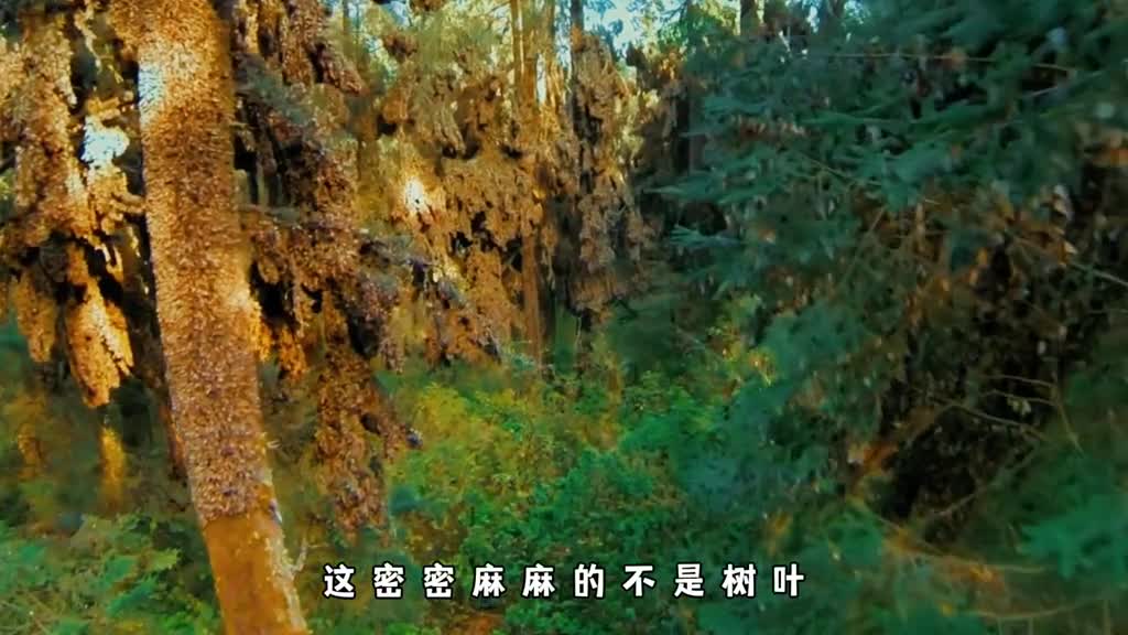 帝王斑蝶的一生究竟有多悲惨