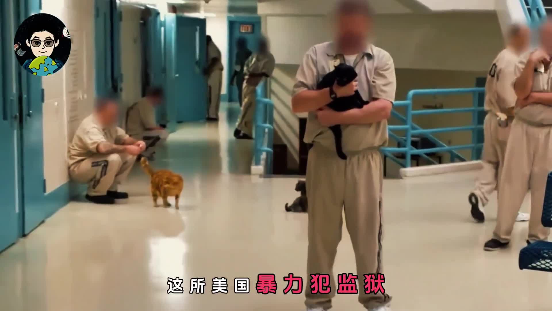 暴力犯监狱成为大型撸猫现场