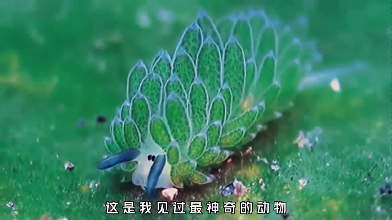 为什么叶羊明明是动物竟然可以进行光合作用