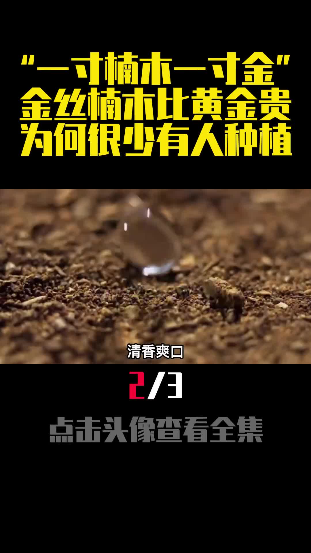 一寸楠木一寸金金丝楠木比黄金贵为何很少有人种植2