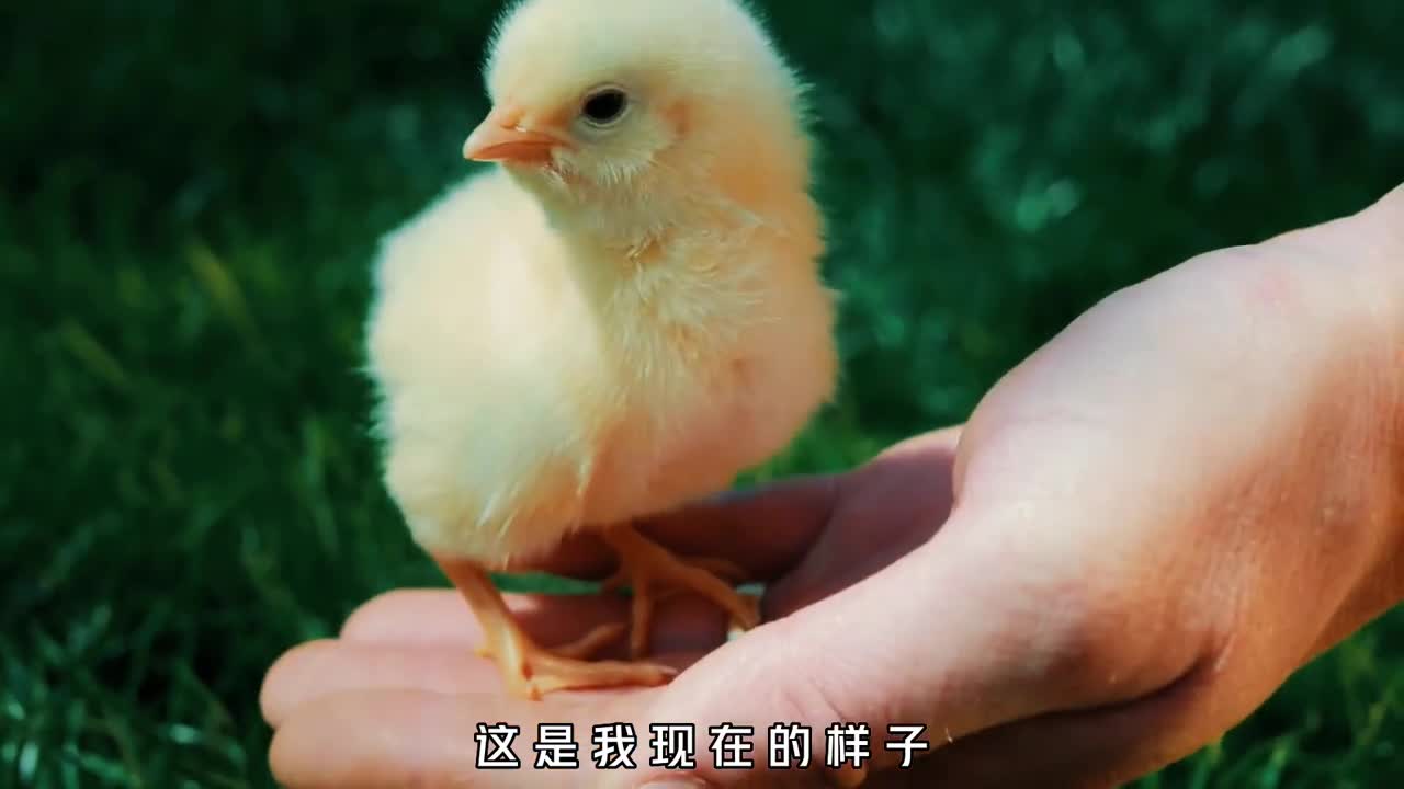 仅仅40天就可以长成5斤重的白羽鸡这样的鸡肉真的敢吃吗