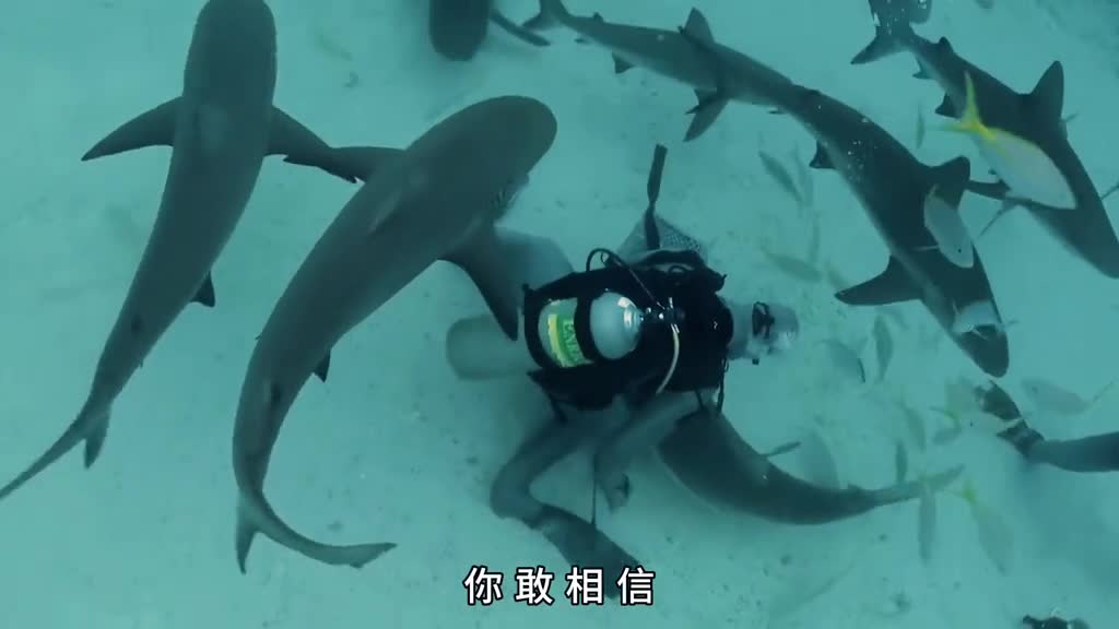 为什么鲨鱼是地球上最温顺的动物之一遇到它正确的做法是什么