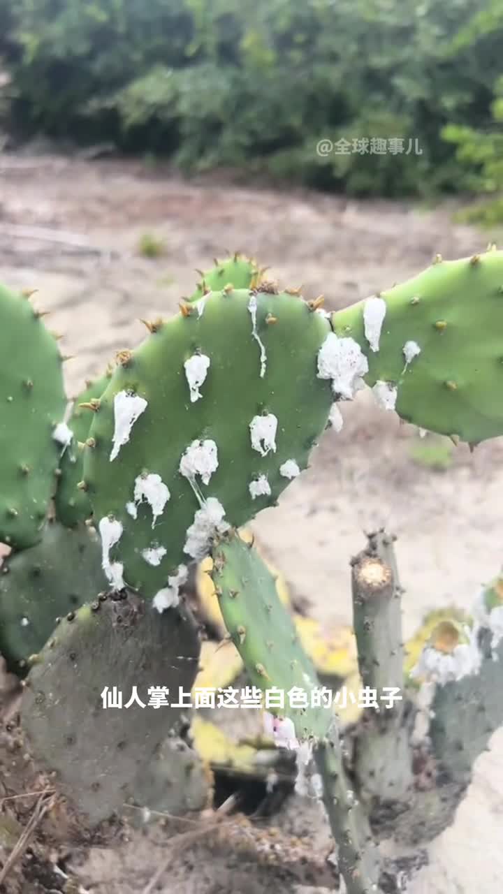 食品和化妆品里的神秘红色竟然来自它