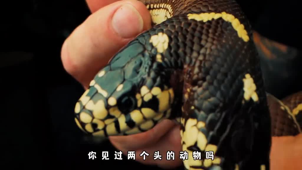 双头蛇竟然被卖到28万盘点三个双头生物看完让你不寒而栗