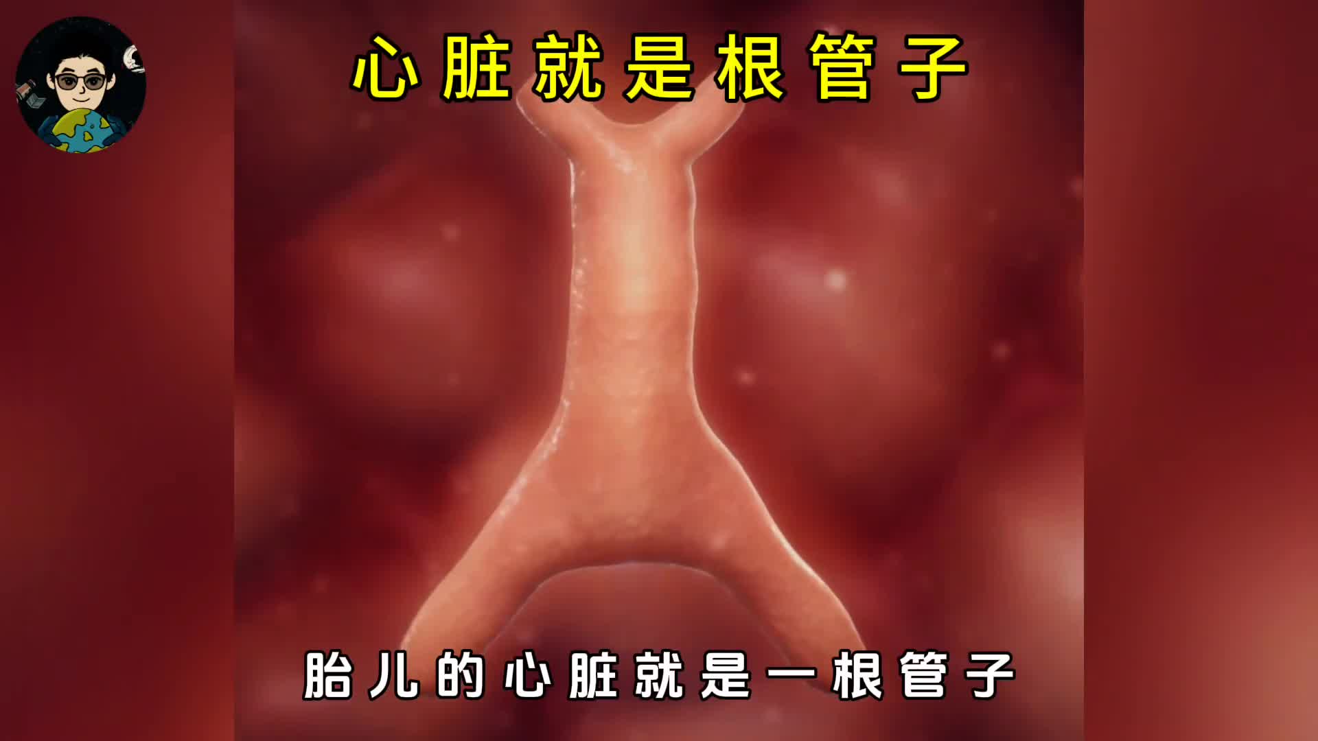 心脏就是一根管子