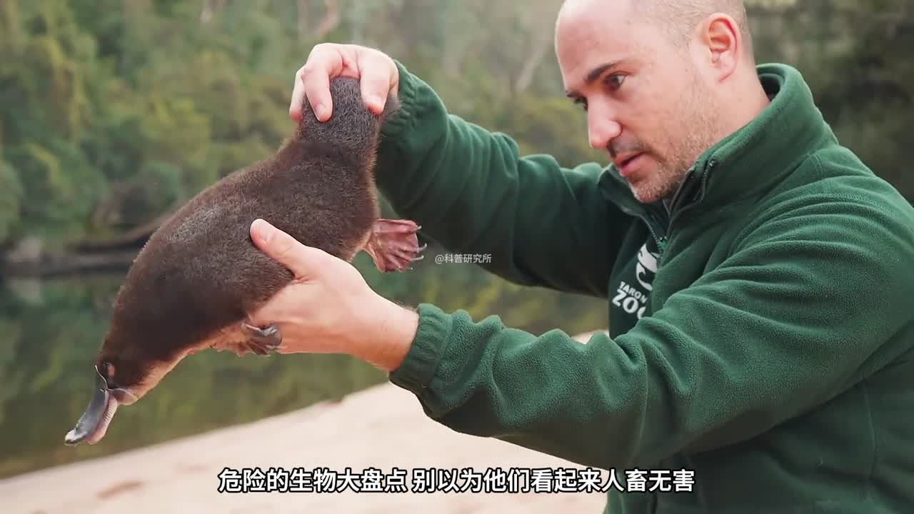 可爱但很危险的8种生物它居然含有80多种毒素二