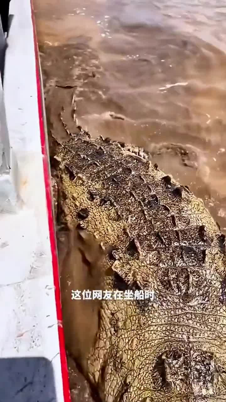 鳄鱼摆动着身体跃出水面只为一块肉