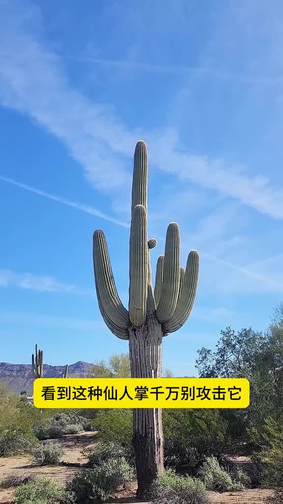 千万别攻击这种仙人掌