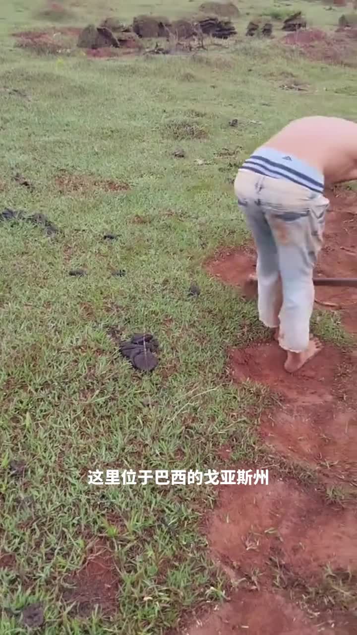 人工铲草皮为什么巴西农场主宁愿辛苦人工铲草皮而不是用机器