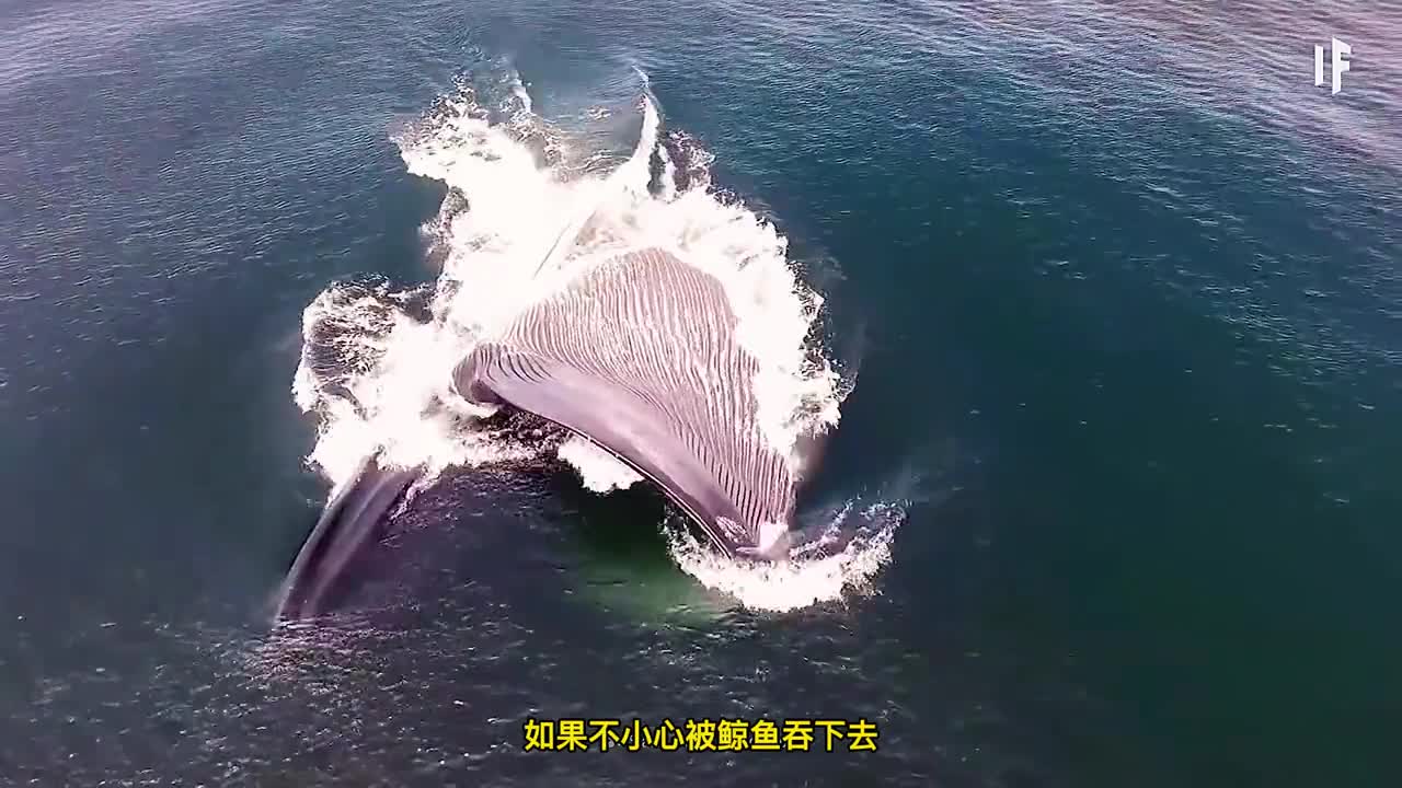 如果不小心被鲸鱼吞下去该怎么办一